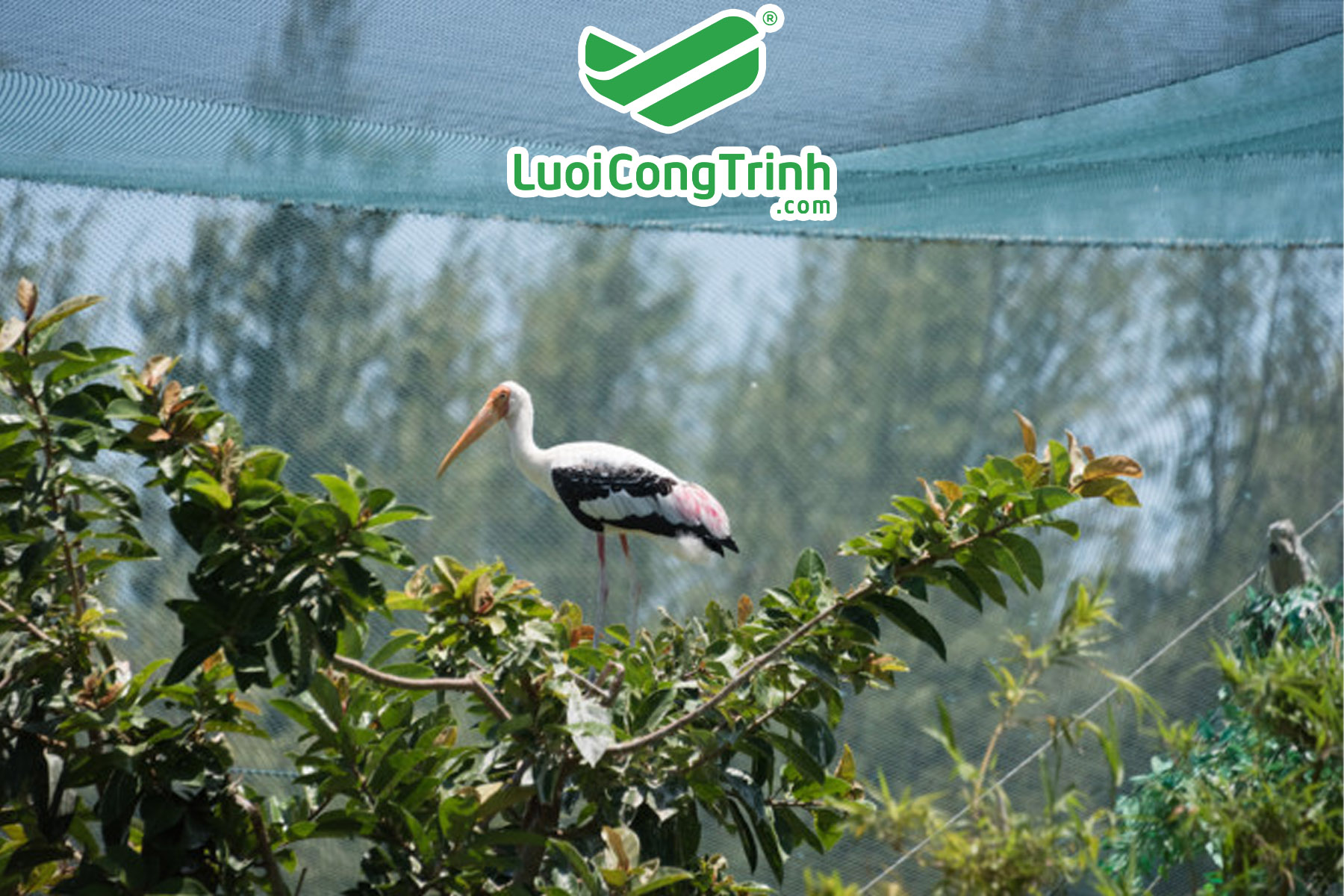 thi công vườn chim