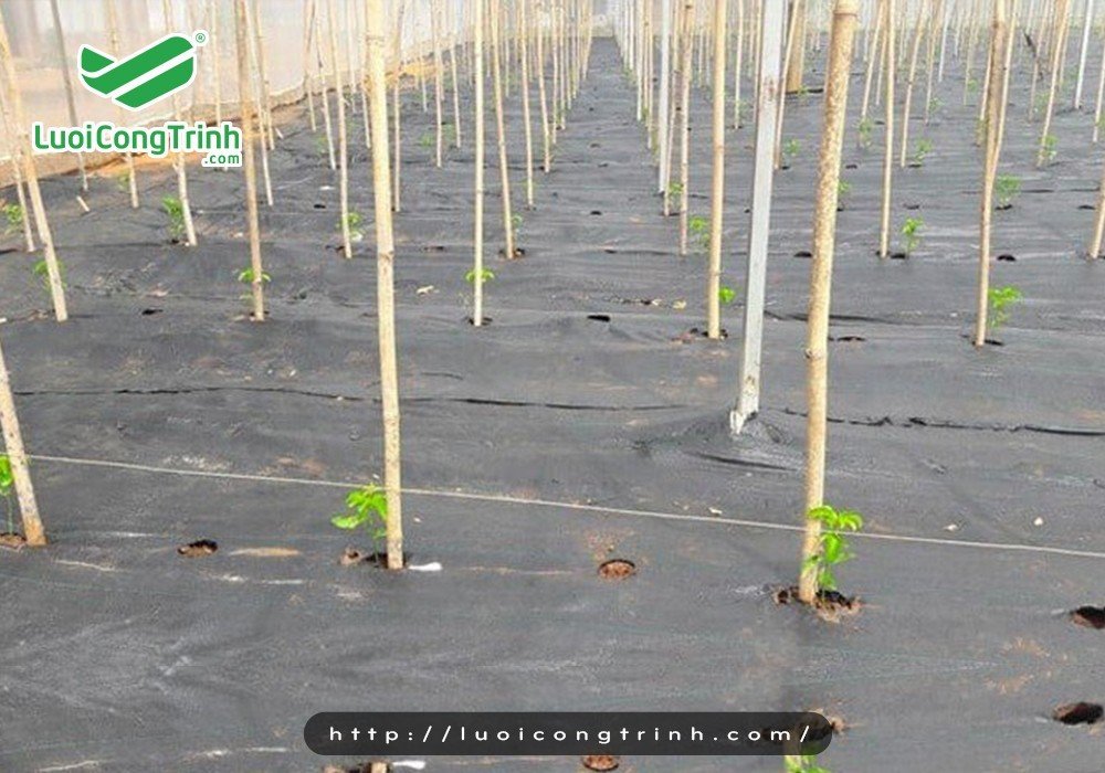 Lưới chắn mọc cỏ