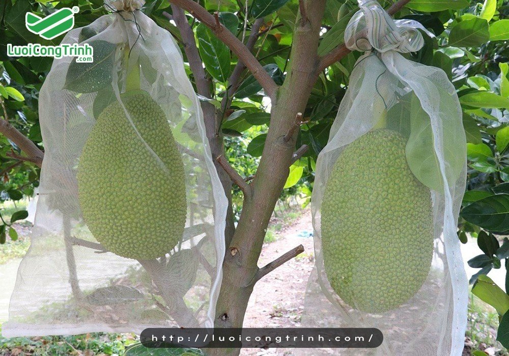 Túi lưới nhựa
